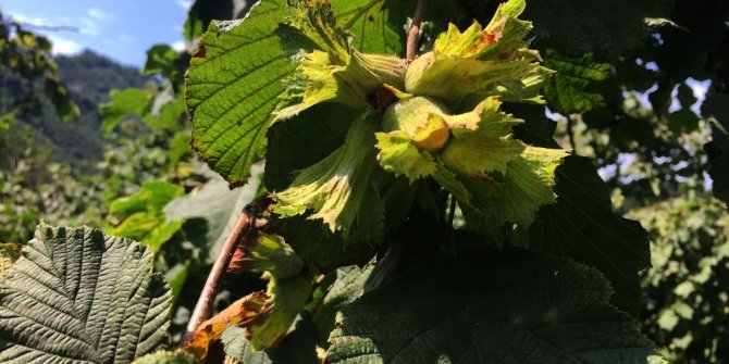 FINDIK HASADI RÖTAR YAPTI