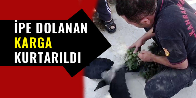 İPE DOLANAN KARGA KURTARILDI