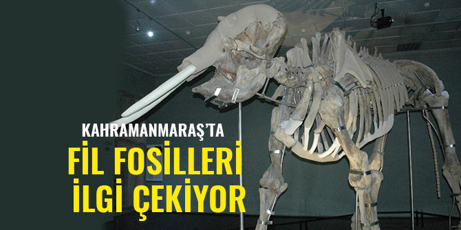 KAHRAMANMARAŞ’TA FİL FOSİLLERİ İLGİ ÇEKİYOR
