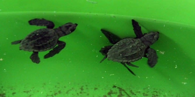 BAKAN ÖZHASEKİ YAVRU CARETTA CARETTALARI DENİZLE BULUŞTURDU