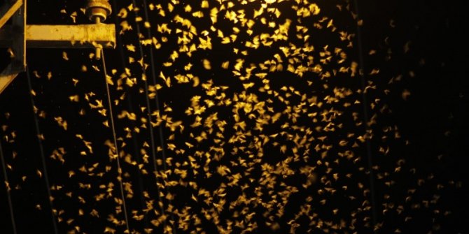 KELEBEK VE SİNEKLER İSTİLA ETTİ!