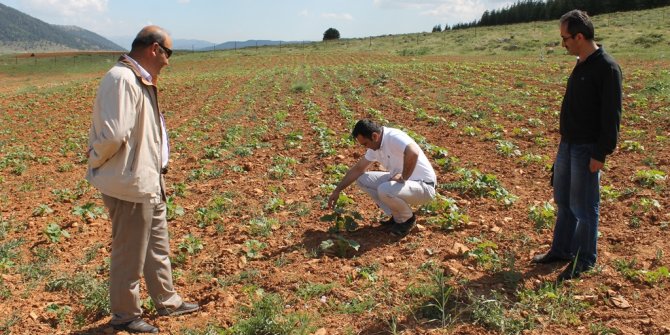GÖKSUN’DA ÇEREZLİK KABAK YETİŞTİRİCİLİĞİ DEMONSTRASYONU KURULDU