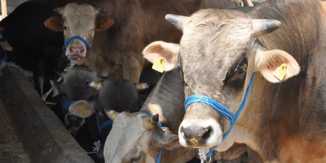 KURBANLIKLAR PAZARA İNDİ