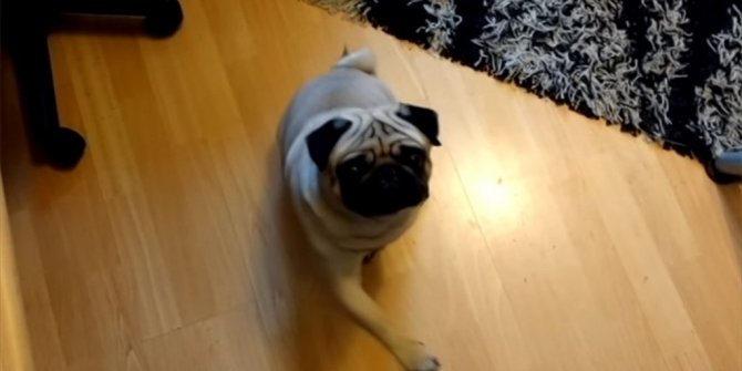 KÖPEĞE NAZİ SELAMI VERMEYİ ÖĞRETEN İSKOÇ MAHKEMELİK OLDU