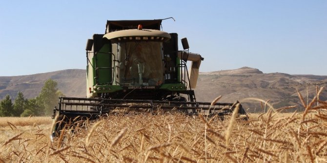 BUĞDAY HASADI BAŞLADI