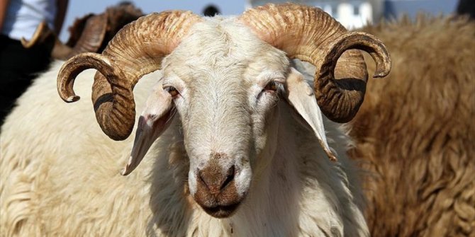 KÜÇÜKBAŞ KURBANLIKLAR NE KADAR?