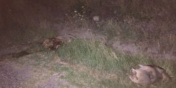 OTOMOBİL KOYUN SÜRÜSÜNE DALDI