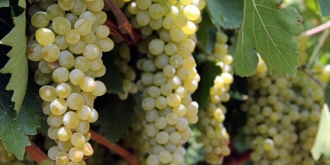 İHRACAT YARIN BAŞLIYOR