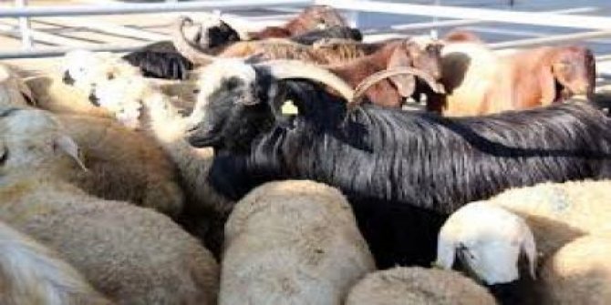 AFŞİN'E YENİ HAYVAN PAZARI KURULUYOR