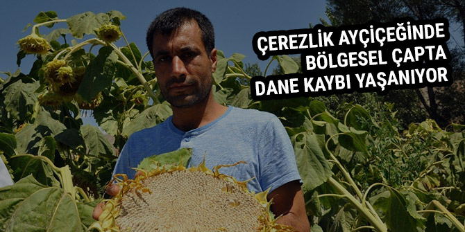 ÇEREZLİK AYÇİÇEĞİNDE BÖLGESEL ÇAPTA DANE KAYBI YAŞANIYOR