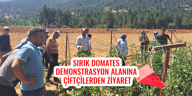 SIRIK DOMATES DEMONSTRASYON ALANINA ÇİFTÇİLERDEN ZİYARET