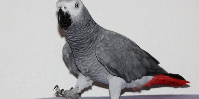 "ALLAH BİR" DİYEN PAPAĞAN HAYRETE DÜŞÜRÜYOR