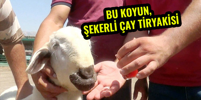 BU KOYUN, ŞEKERLİ ÇAY TİRYAKİSİ