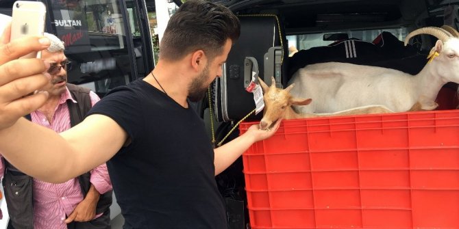 YANINDAN AYIRMADIĞI KEÇİLERİ İLE TATİLE ÇIKTI