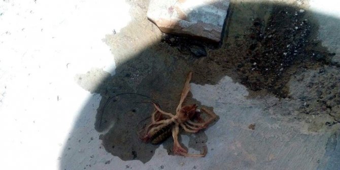 ET YİYEN ÖRÜMCEK KAYSERİ’DE GÖRÜLDÜ