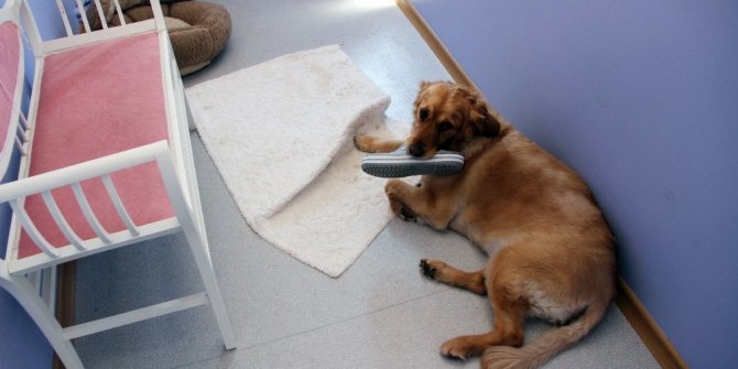 KÖPEKLERE ÖZEL OTEL: YOK YOK !