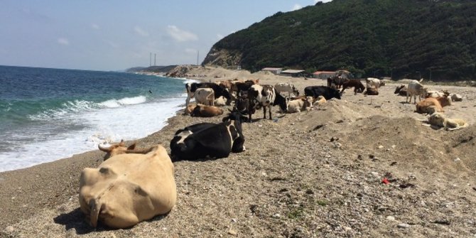 İNEKLER PLAJA İNDİ