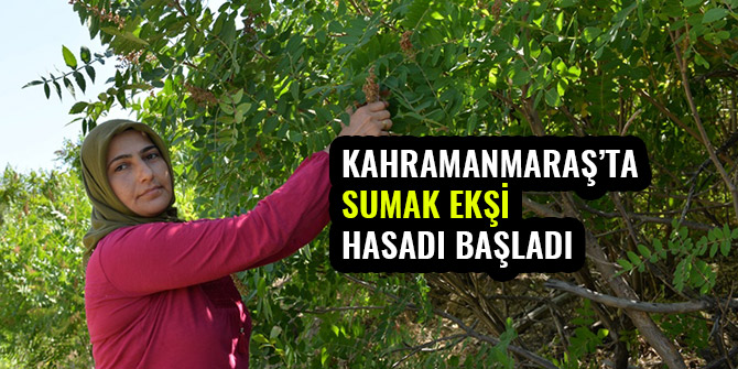 KAHRAMANMARAŞ’TA SUMAK EKŞİ HASADI BAŞLADI