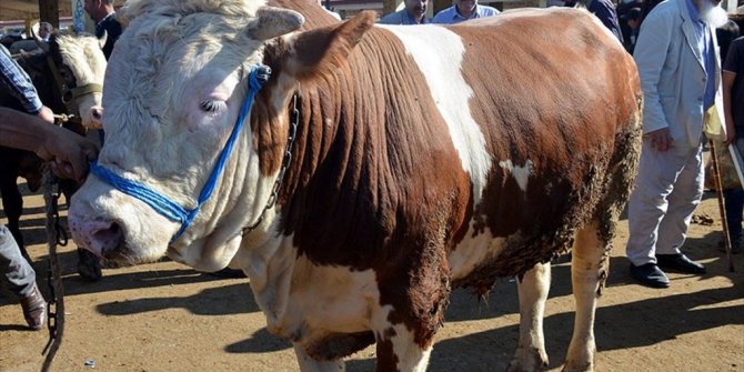 BÜYÜKBAŞ KURBANLIKLARIN KİLOGRAM FİYATI 18 LİRADAN BAŞLIYOR