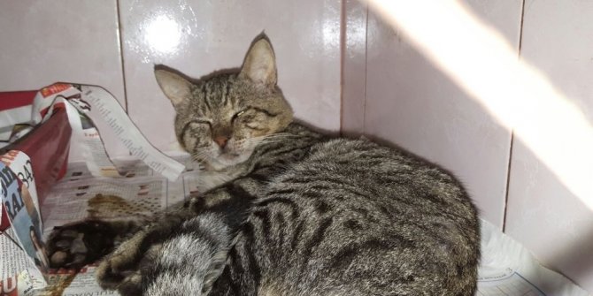 BİR KEDİYİ DAHA TÜFEKLE VURDULAR