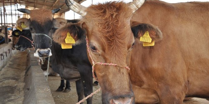 KURBAN ALIRKEN BUNLARA DİKKAT