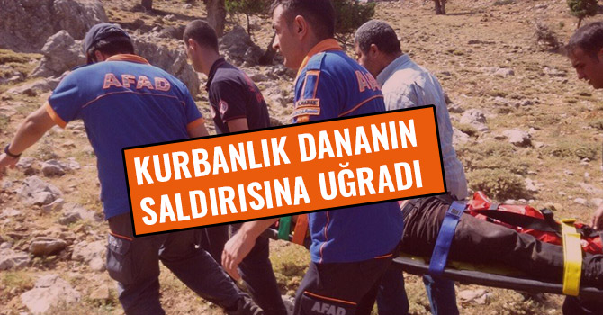 KURBANLIK DANANIN SALDIRISINA UĞRADI