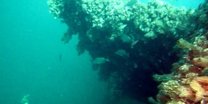 DEPREMİN BATIK ŞEHRİ 18 YIL SONRA BALIKLARIN YUVASI OLDU