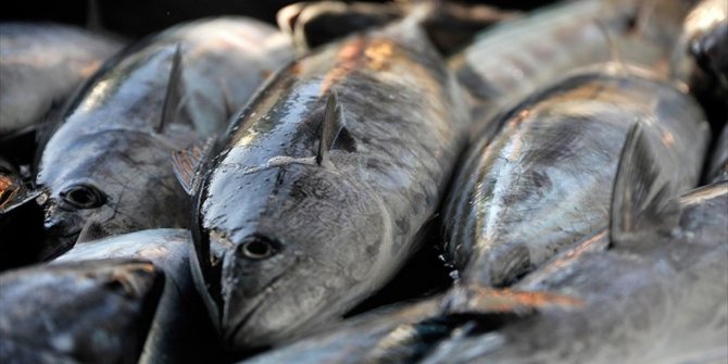 'PALAMUT BU SEZON DA YÜZ GÜLDÜRECEK'