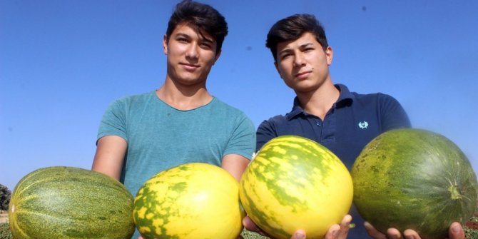 YAĞMUR SUYU İLE ORGANİK KAVUN