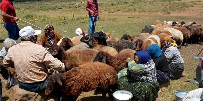 YAYLACILARIN ZORLU AMA BİR O KADAR RENKLİ YAŞAMI