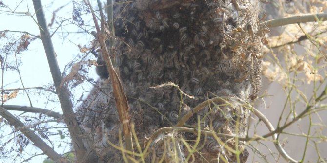 BU MAHALLEYİ TIRTILLAR İSTİLA ETTİ