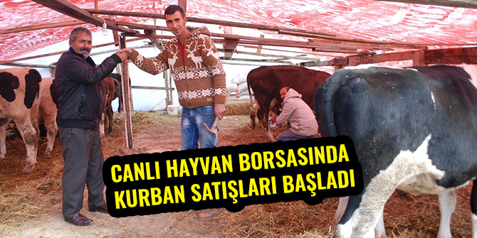 CANLI HAYVAN BORSASINDA KURBAN SATIŞLARI BAŞLADI