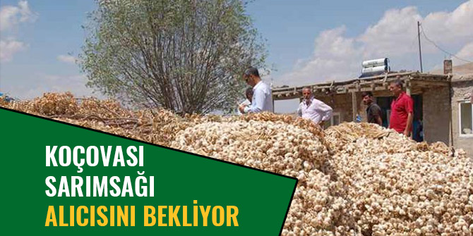 KOÇOVASI SARIMSAĞI ALICISINI BEKLİYOR