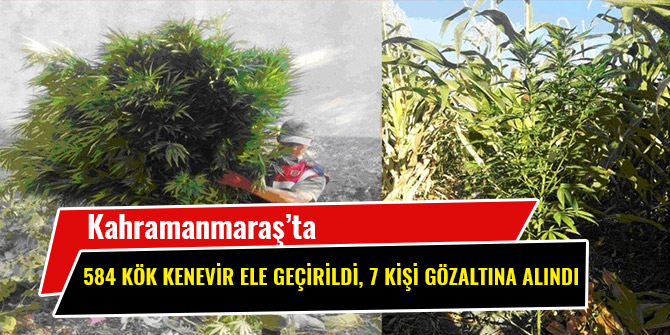 KAHRAMANMARAŞ’TA 584 KÖK KENEVİR ELE GEÇİRİLDİ, 7 KİŞİ GÖZALTINA ALINDI