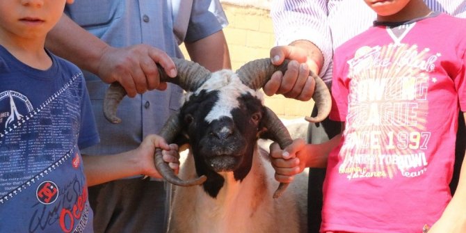 BU KOYUNU GÖREN BİR DAHA BAKIYOR