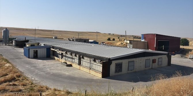 HİBE DESTEĞİYLE KURDUĞU ÇİFTLİKTE 60 KİŞİNİN PATRONU OLDU