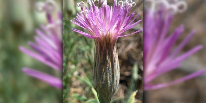 DÜNYANIN EN KURAK ÇÖLÜ ATACAMA ÇİÇEK AÇTI