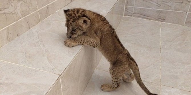 YAVRU ASLAN KORUMA ALTINA ALINDI