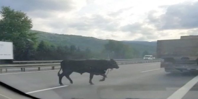 SÜRÜCÜLERE DANA SÜRPRİZİ