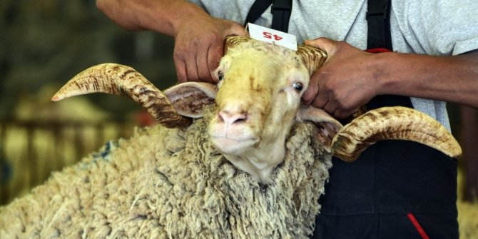 KURBANLIK SEÇERKEN BUNLARA DİKKAT!