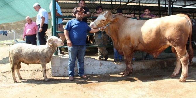 İLGİNÇ KAMPANYA: KOÇ ALANA DANA BEDAVA
