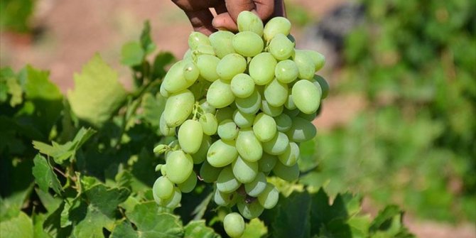 'PEYGAMBER ÜZÜMÜ'NÜN SOFRALARA ZORLU YOLCULUĞU