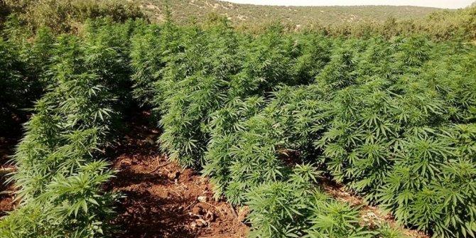 618 BİN 453 KÖK HİNT KENEVİRİ ELE GEÇİRİLDİ