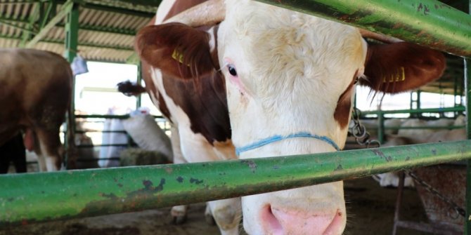 BOĞAYI ALANA ÇEYREK ALTIN VERİYOR