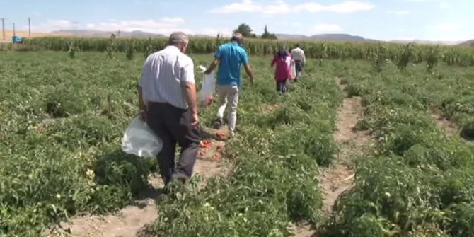 SATIN ALACAKLARI DOMATESLERİ KENDİLERİ TOPLUYORLAR