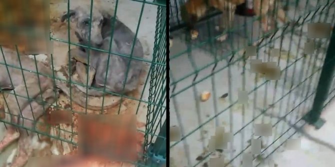 BU GÖRÜNTÜLER HAYVANSEVERLERİ AYAĞA KALDIRDI