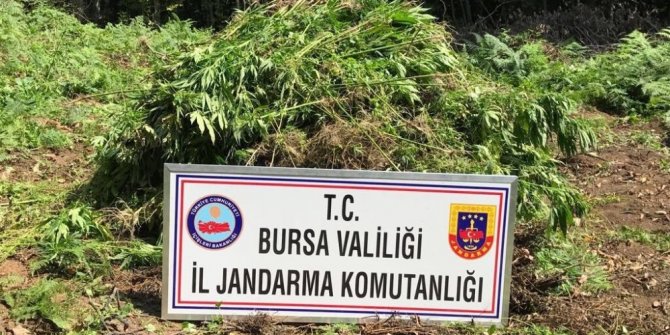 JANDARMADAN 4,5 MİLYONLUK UYUŞTURUCU OPERASYONU