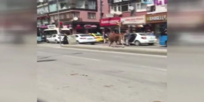 FİRARİ BOĞA KADINI HASTANELİK ETTİ: İŞTE O ANLAR