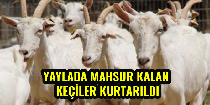 YAYLADA MAHSUR KALAN KEÇİLER KURTARILDI