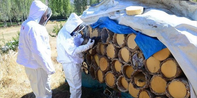 KARAKOVAN BALINDA YÜKSEK REKOLTE BEKLENİYOR